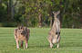Blue Mountains Special Charter Tour