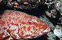 3 Day Outer Barrier Reef Scuba Diving Adventure