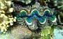 Amazing Marine Life and Corals