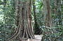 Rainforest Walk