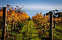 Winery Lunch
