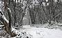 Mt Buller Snow Day Small Groups Tour