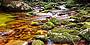 World Heritage Rainforest